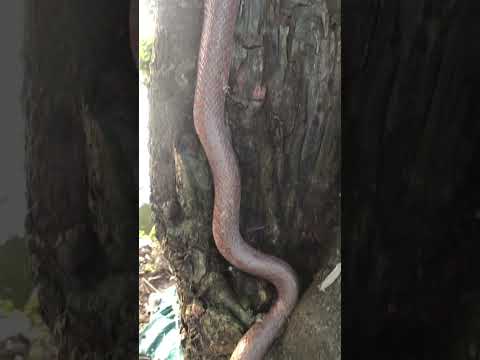 Ông siu đi làm về thấy rắn bò trên thân cây#thegioidongvat