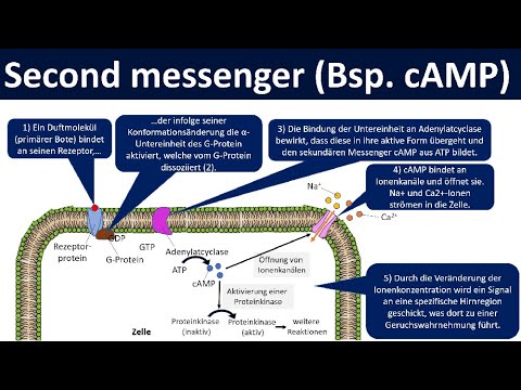 Second Messenger [cAMP] — G-Protein-gekoppelte Signaltransduktion