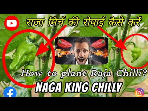 Growing Naga King Chilly || राजा मिर्च की रोपाई कैसे करें || Planting Vlog |