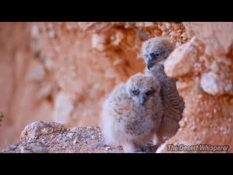 Great Horned Owl nest