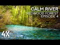 Relaxing Soundscape of the Redwood Forest River - Calm River Flow Sounds & Gentle Birds Songs - #4