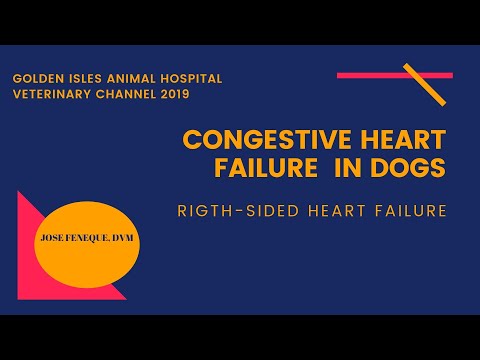 Veterinarian Explains: Right-Sided Congestive Heart Failure In Dogs | Golden Isles Animal Hospital