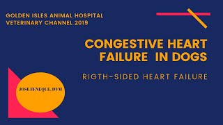 Veterinarian Explains: Right-Sided Congestive Heart Failure In Dogs | Golden Isles Animal Hospital