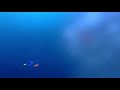 Finding Nemo P Sherman 42 Wallaby Way Sydney In Portuguese