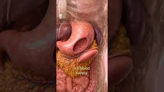Using the Stomach to Enlarge the Bladder