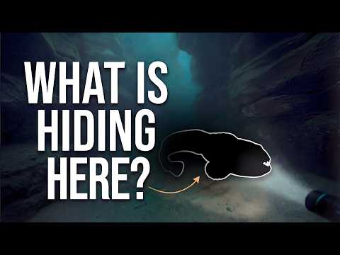 We Discovered Something Hiding in an Underwater Crack