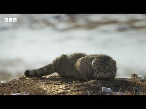 FROZEN PLANET II | Il gatto di Pallas, felino delle steppe | HOT CORN