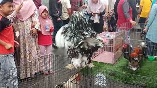 Download lagu Hari ayam dan telur nasional mp3