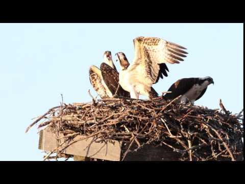 Osprey kids fighting over a fish