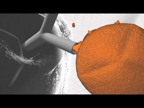 Das menschliche Immunsystem: Abwehr von Infektionen