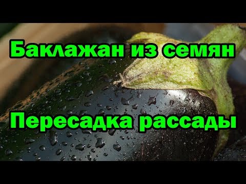 Баклажан из семян. Пересадка.