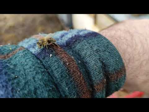 Байки пчеловода. Интересное о пчёлах. Выгуливаю пчелу. #пчеловодство #shorts