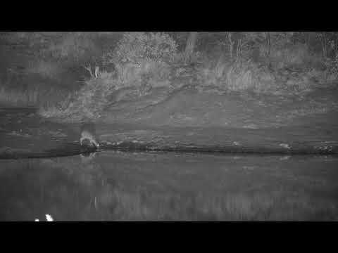 Djuma: Common Grey Duiker getting a drink - 01:32 - 07/14/20