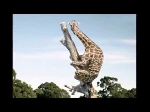 Tosiek Degutis - View From The Tree - Widok z Drzewa