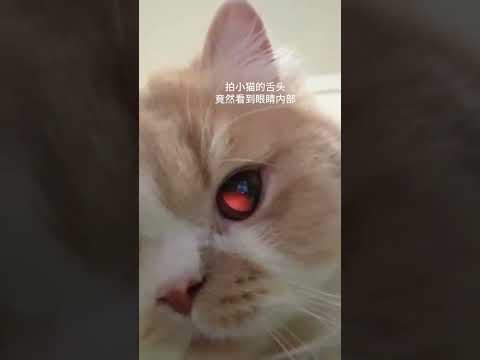 这到底是什么#我和我的猫 #铲屎官的乐趣 #万物可爱计划 #萌宠