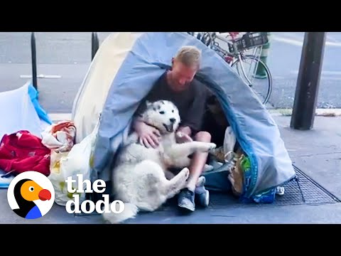 Heartwarming: Husky Falls in Love With Homeless Person