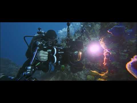 Underwater Films l ©Liquid Motion® Underwater Films, Videos, Cinema & Art