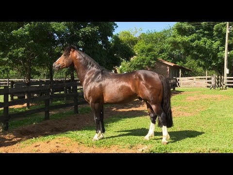 PN Cambiasso - A Trajetória de um Freio de Ouro Funcional