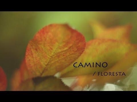 CAMINO / Floresta - Esteban Serniotti