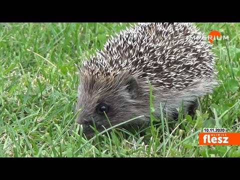 Flesz Gliwice / Światowy Dzień Jeża. Jak można im pomóc? Jak zbudować domek dla jeża?