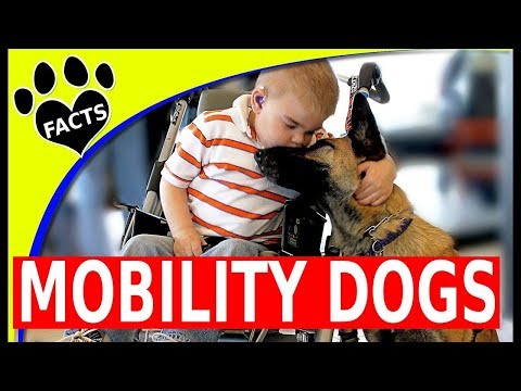 Service Dogs: Top Mobility Assistance Dog Breeds Service Dogs for People Wheelchairs - Animal Facts
