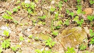 Download lagu 20160509 154703 mp3