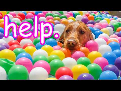 My Dogs Turn a Pool into a BALL PIT