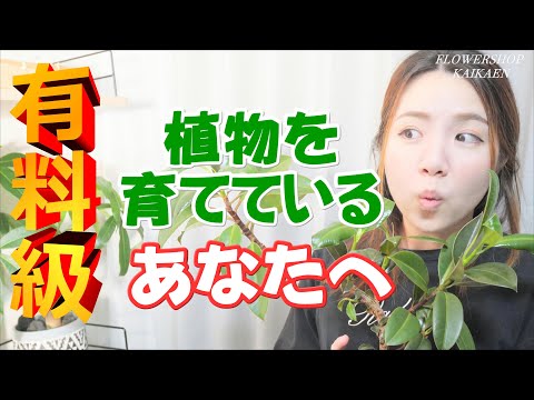 ハートの葉っぱの泡の花 植物