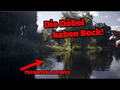 Angeln auf DÖBEL mit Käfern! Topwater LIVE Bisse!