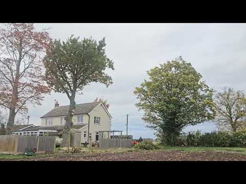 Joyful Timber video.