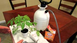 TRG 2012: How to Organically Treat Powdery Mildew on Vegetables and Tomatoes Using Baking Soda