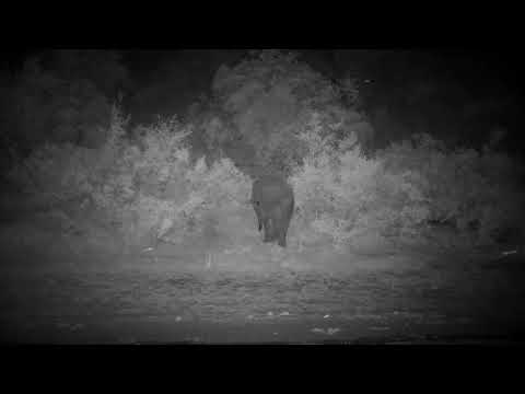 Djuma: Lone Elephant gets quick drink - 18:57 - 10/21/2022
