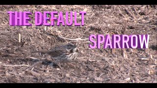 How to Identify the Song Sparrow: NARRATED