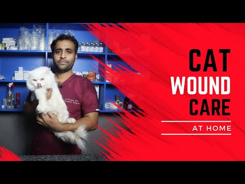 Cat wound treatment at home | cat wound home remedy | Aliyan Pets Hospital