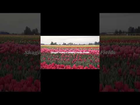 The Secret Tulip Fields of Skagit Valley in USA 🇺🇸 Washington