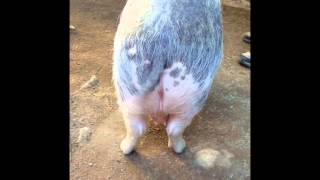 All About that Bass with Animals - song by Meghan Trainor