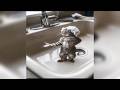 HACHIMI MAMBO FUNK DANCING CATS