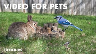 Rabbits, Blue Jays, Red-winged Black Birds, Cardinals and More! - 10 Hour Cat TV - Apr 18, 2024