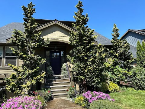 Golden Hinoki Cypress Pruned Japanese Style—Before/After
