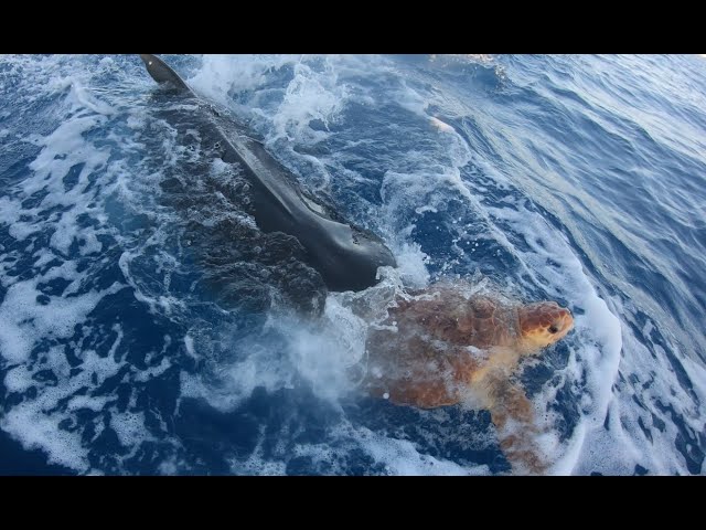 Resgate de uma tartaruga, após ataque de tubarão.  Esta sendo enforcada com uma corda no pescoço.