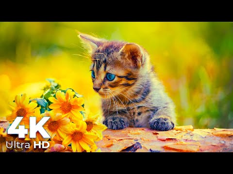 Cutest Kitten Videos in 4K Ultra HD - 4K Cats Video - 4K Video - Earth Spirit