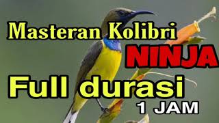 Download lagu Masteran burung  Kolibri Ninja Full Full Durasi 1 jam mp3 Download lagu Masteran burung  Kolibri Ninja Full Full Durasi 1 jam mp3