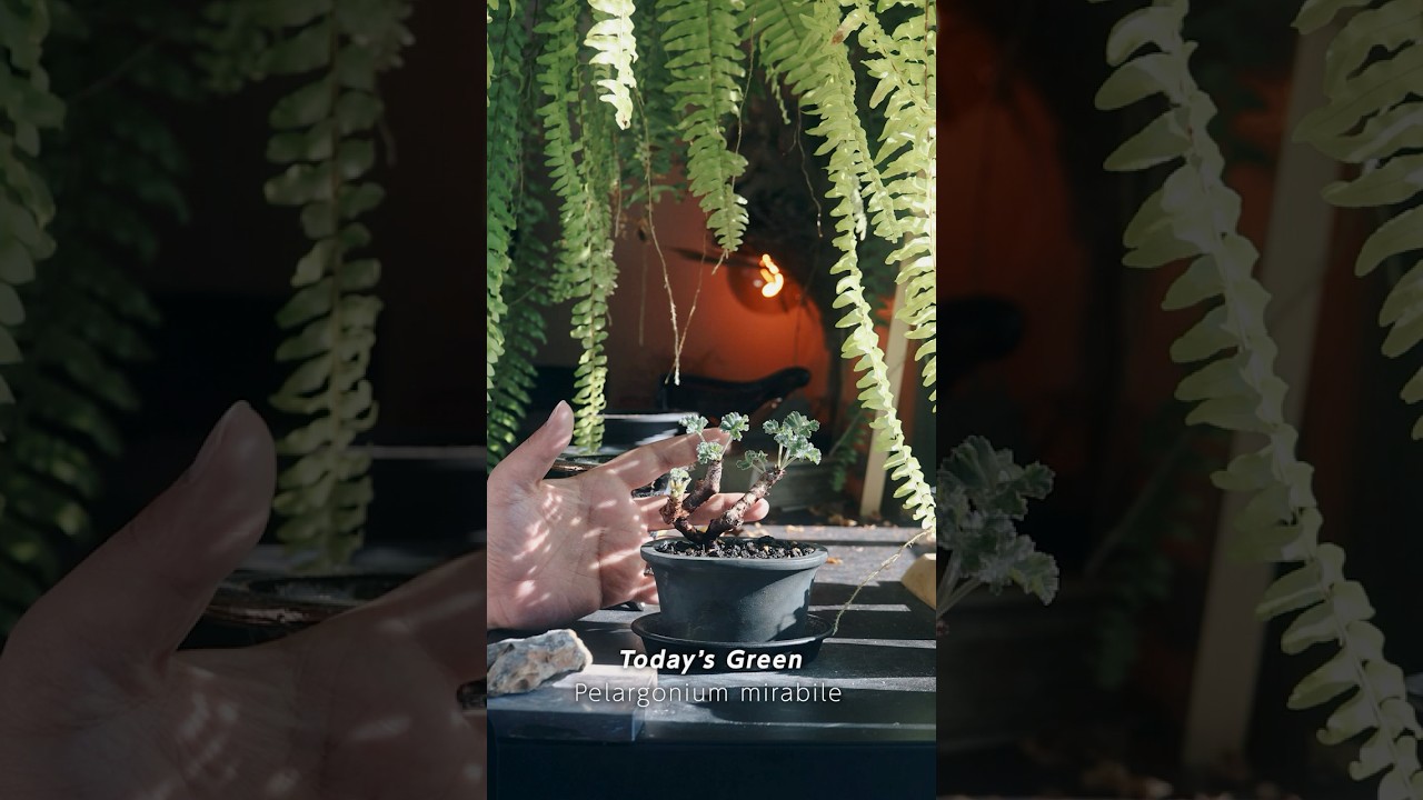 かりんとうのような枝に銀葉が寄り添う。ペラルゴニム・ミラビレ｜今日の一鉢#shorts