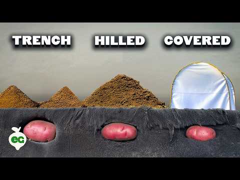 Seed Potatoes 101 How To Prepare Potatoes For Planting