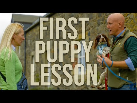 HOW TO Start Training A Puppy