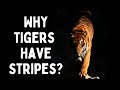 Why Tigers Have Stripes? | Incredible Nature's Secrets