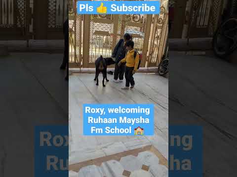 #roxy welcoming her buddies Ruhaan Maysha coming from school #dog #cute#rottweiler #shorts #bhoot