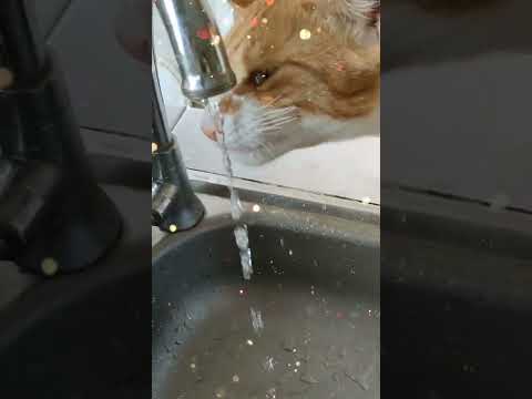 My cat is drinking water in the tap.❤️😺