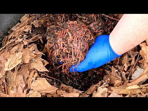 v4 Outdoor worm bag's 3rd feeding at day 28 - vermicompost