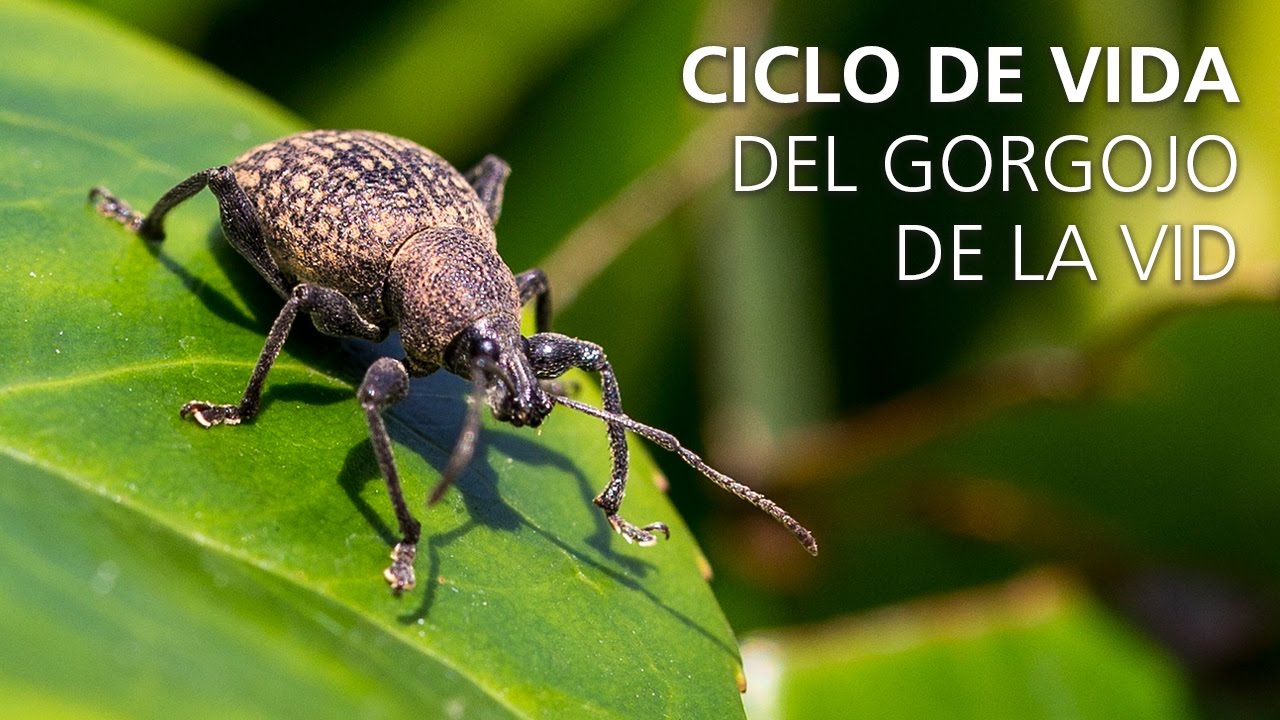 Video preview poster